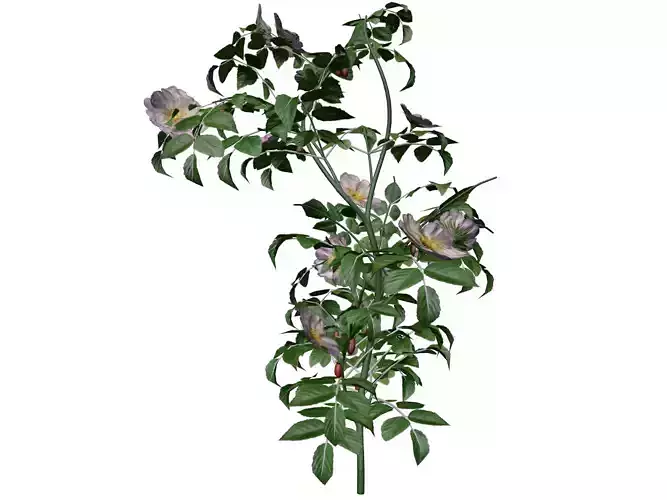 Dog Rose Flower  - 05 -