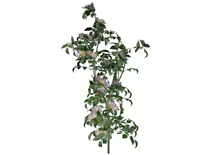 Dog Rose Flower  - 06 -