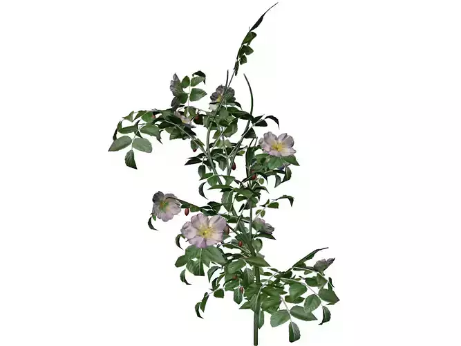 Dog Rose Flower  - 07 -