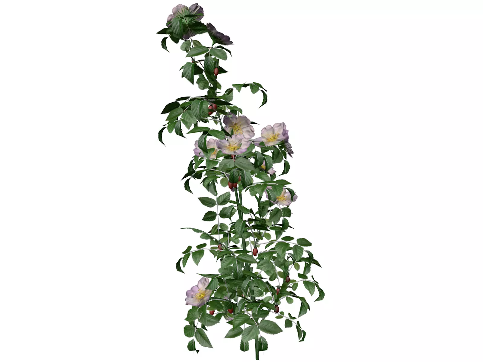 Dog Rose Flower  - 08 - 3D model_0
