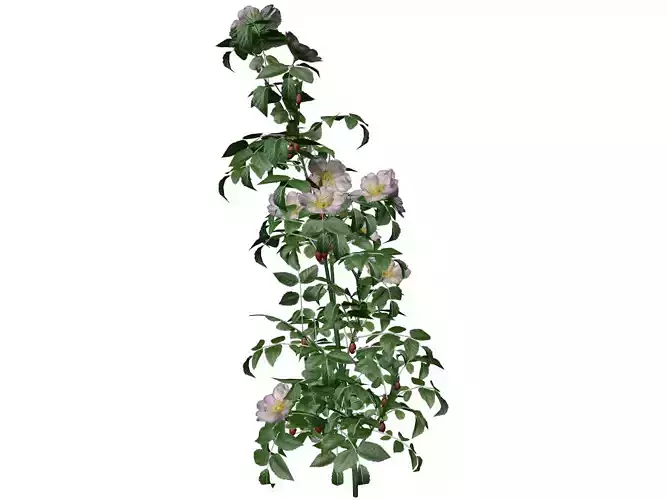 Dog Rose Flower  - 08 -