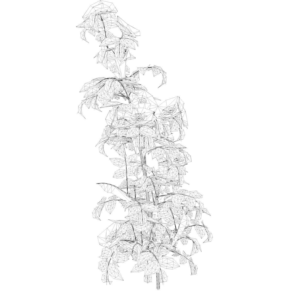 Dog Rose Flower  - 08 - 3D model_1