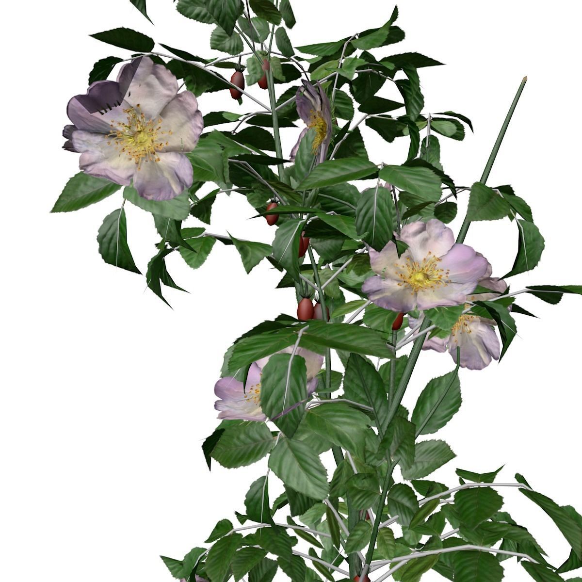 Dog Rose Flower  - 08 - 3D model_2