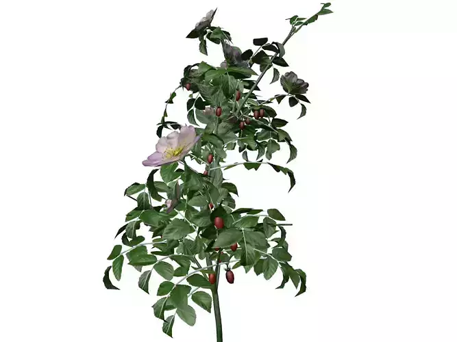 Dog Rose Flower  - 09 -