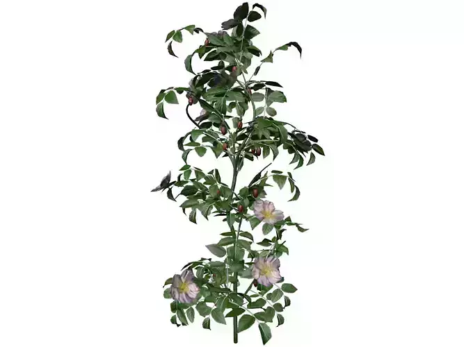 Dog Rose Flower  - 10 -