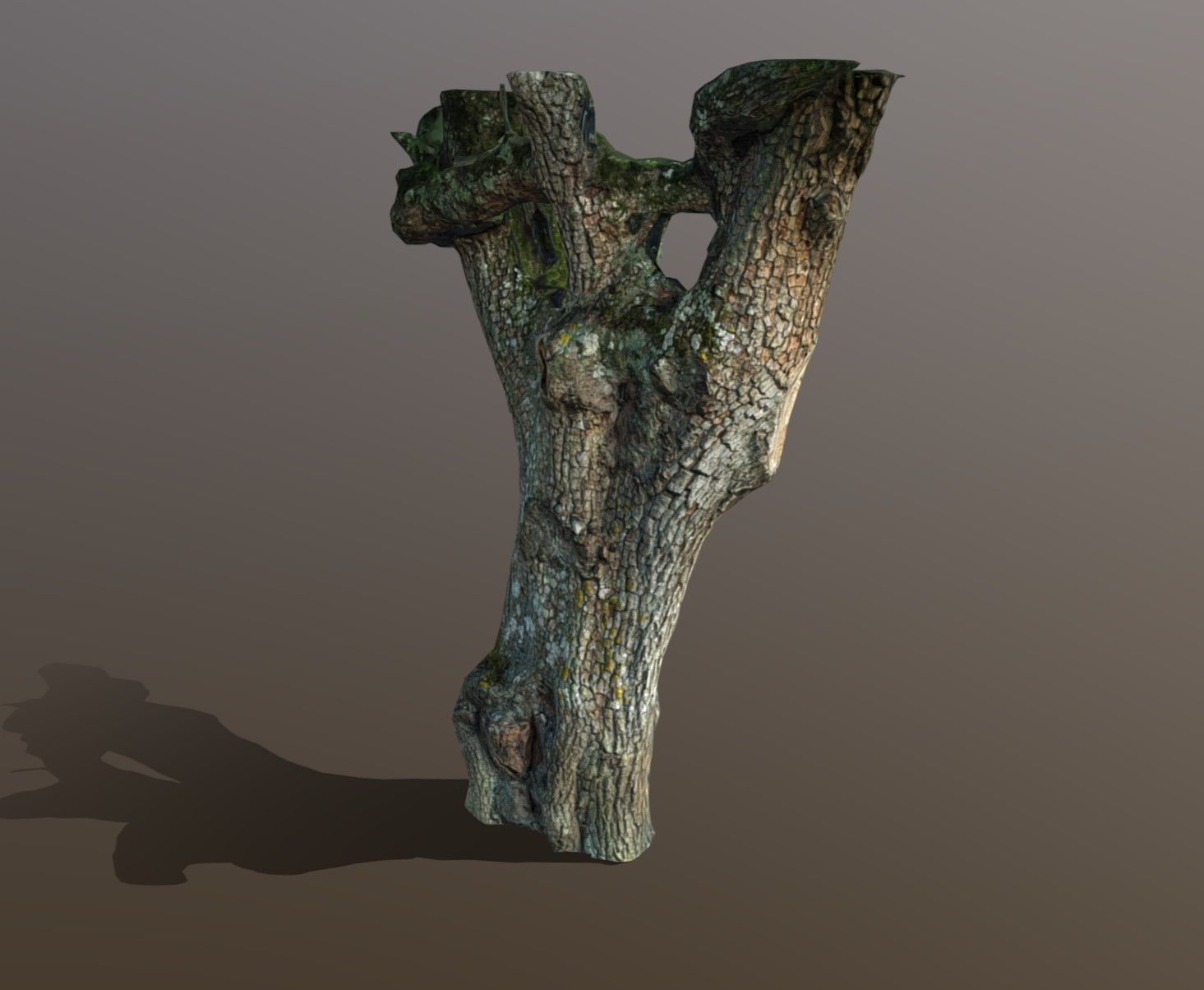 tree specimen 3D model_7