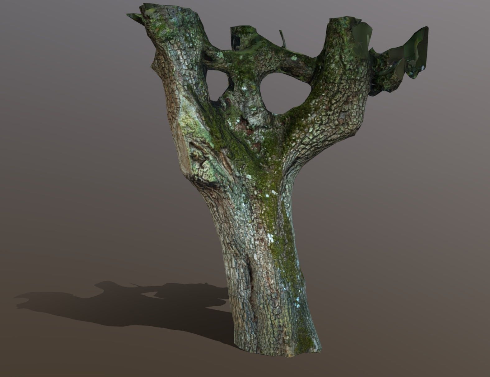 tree specimen 3D model_1