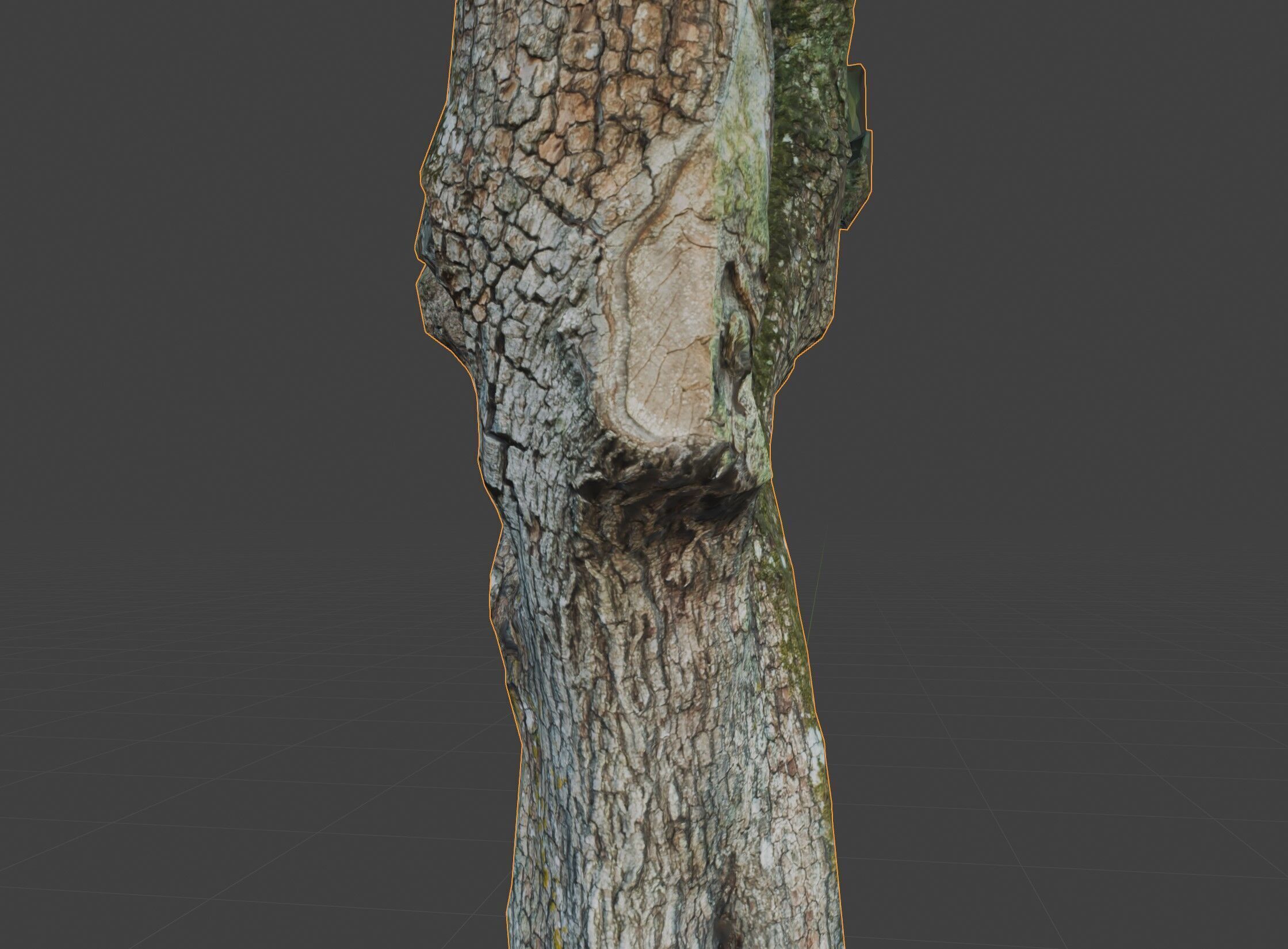 tree specimen 3D model_2
