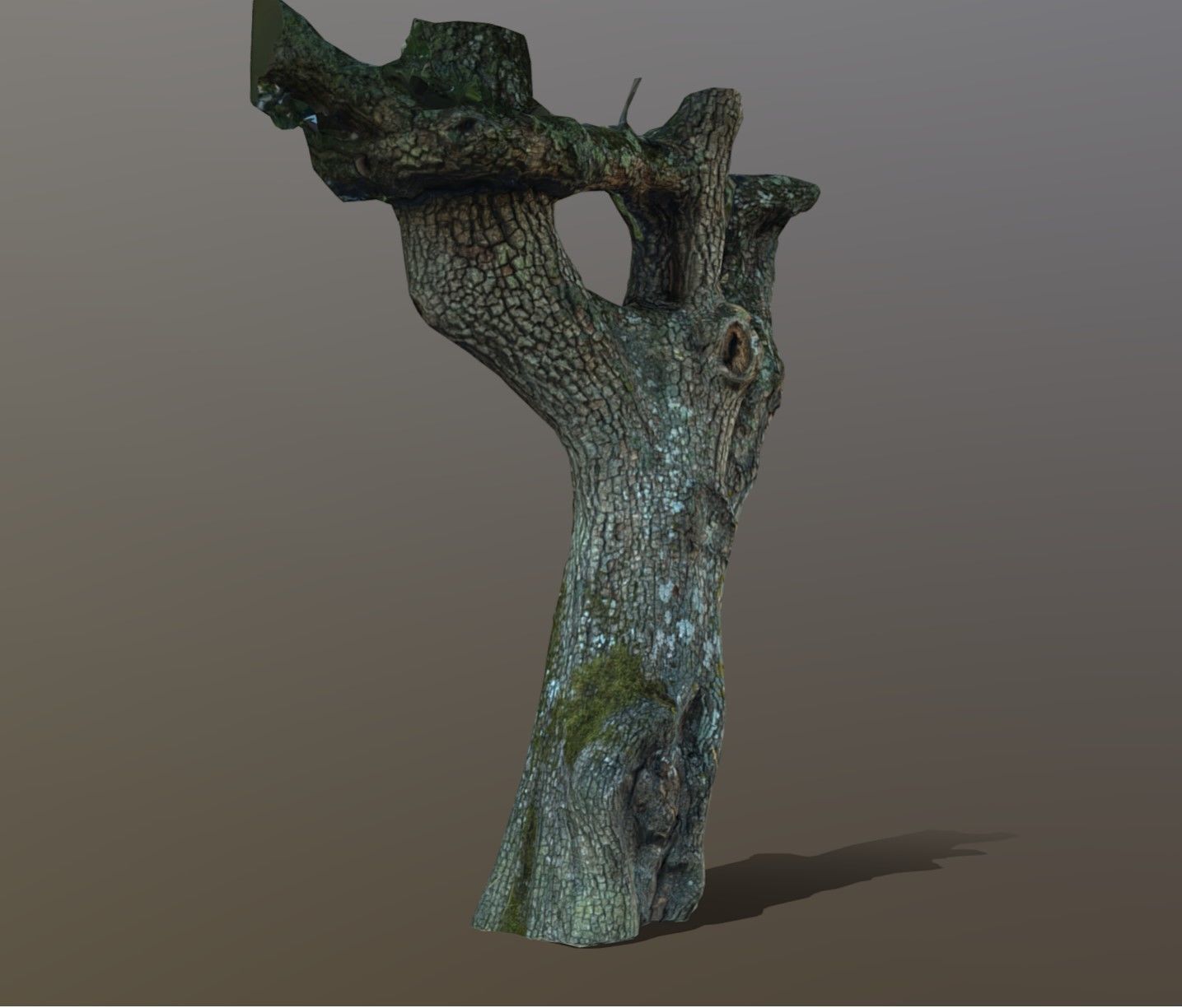 tree specimen 3D model_6