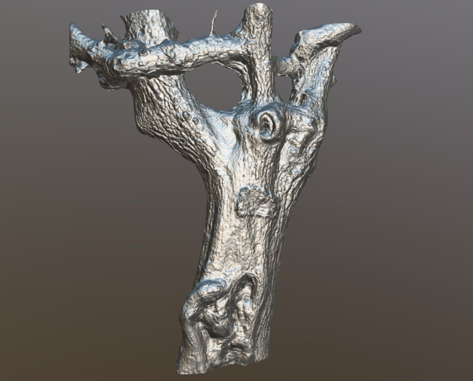 tree specimen 3D model_8