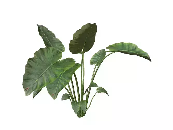 Elephant Ear Plant  - 01 - 3D model