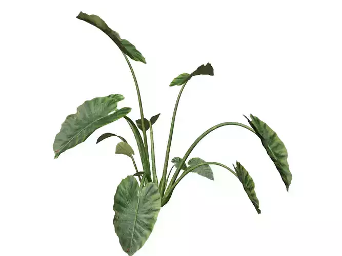 Elephant Ear Plant  - 02 - 3D model