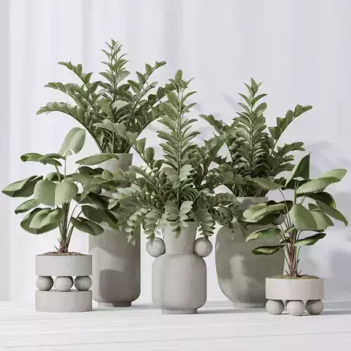 Licuala Grandis Ruffled and Zamioculcas Zamiifolia 3D model