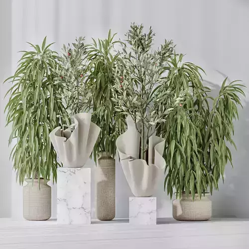 Maclellandii Braid and Mission Olive Tree Indoor Vase