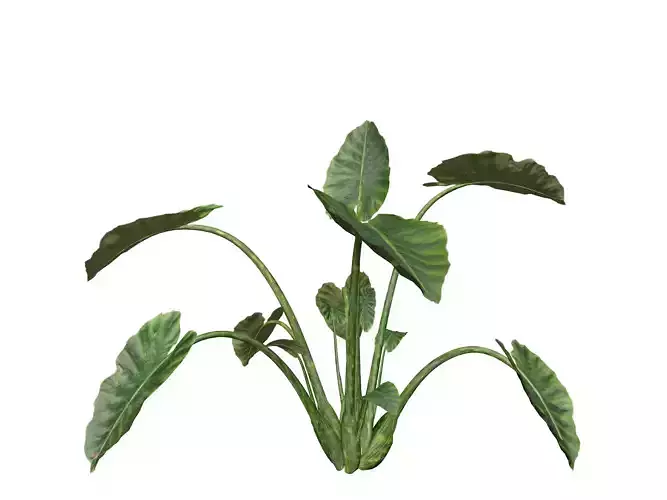 Elephant Ear Plant  - 04 - 3D model