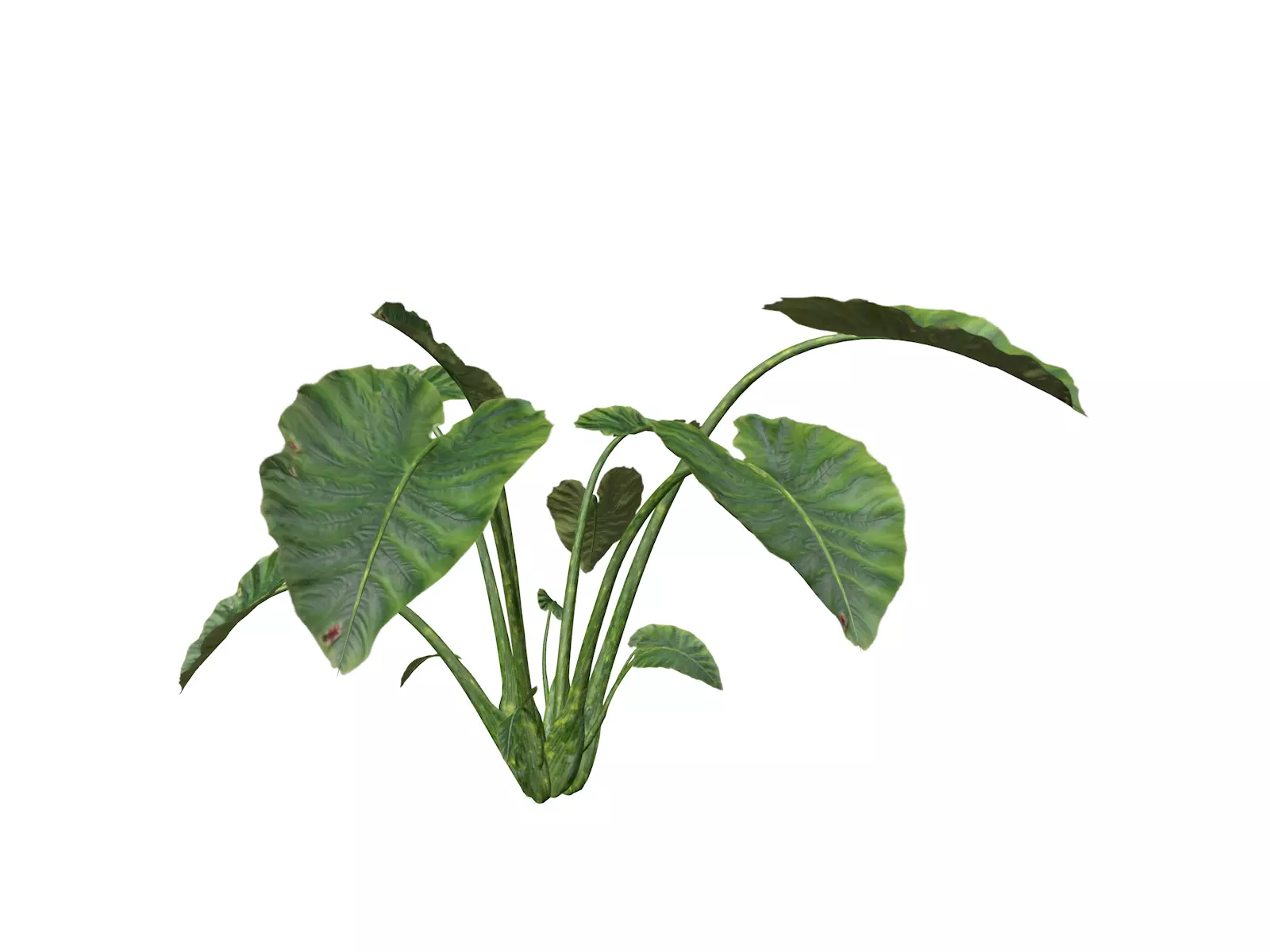 Elephant Ear Plant - 06 - 3D model_0
