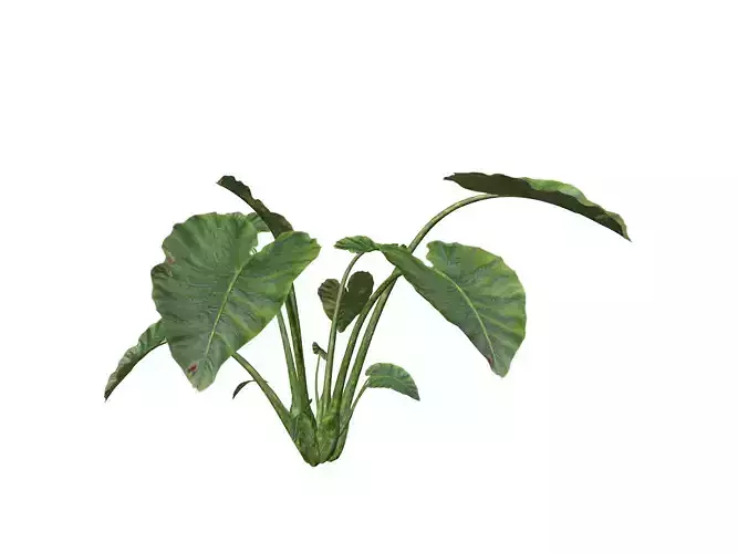 Elephant Ear Plant  - 06 - 3D model