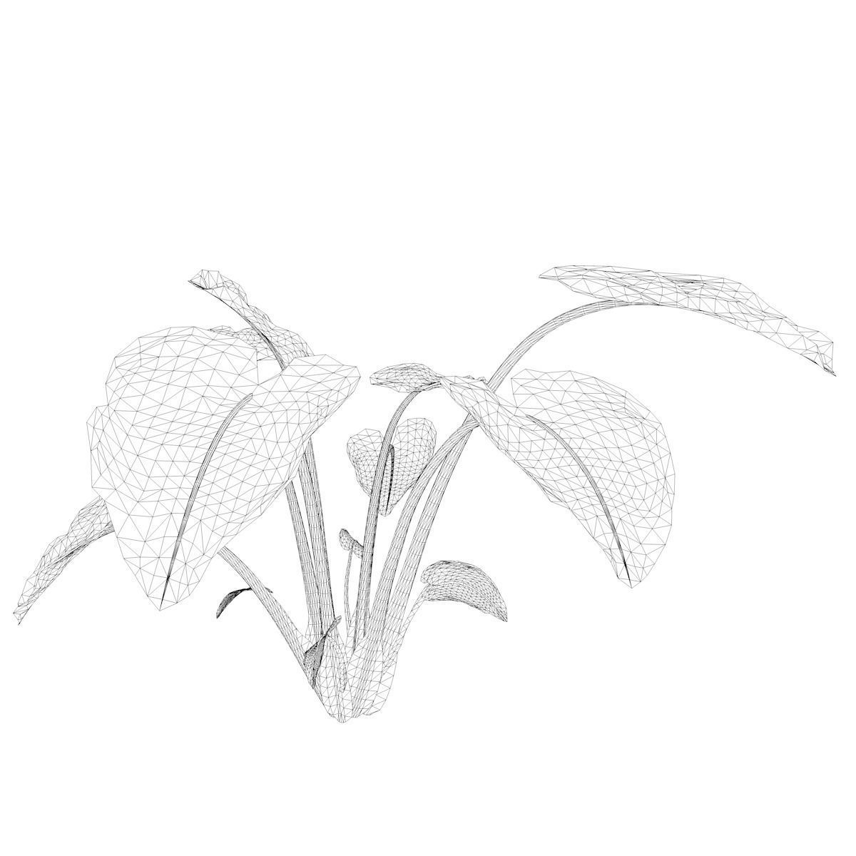 Elephant Ear Plant - 06 - 3D model_1