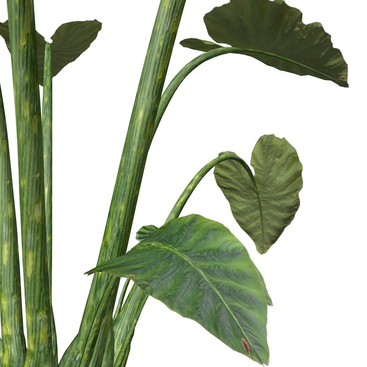 Elephant Ear Plant - 06 - 3D model_2