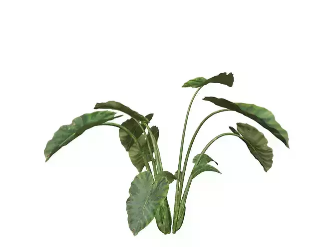 Elephant Ear Plant  - 08 - 3D model