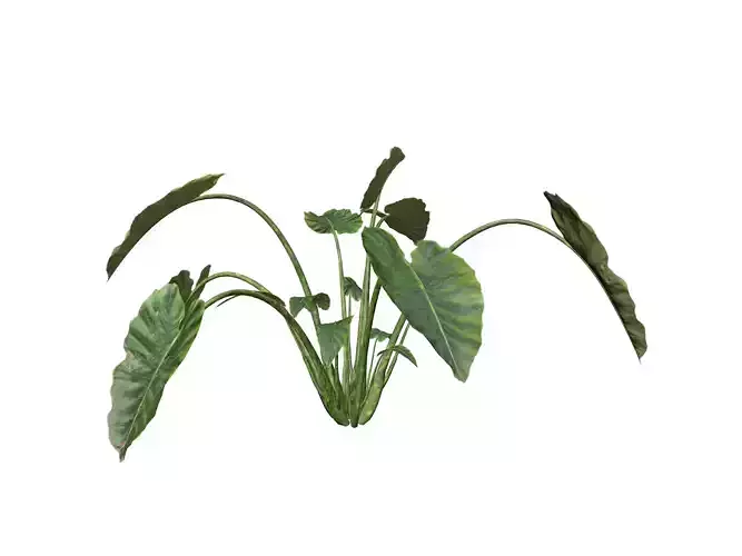 Elephant Ear Plant  - 09 - 3D model