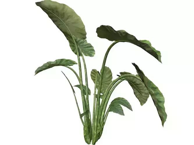 Elephant Ear Plant  - 10 - 3D model