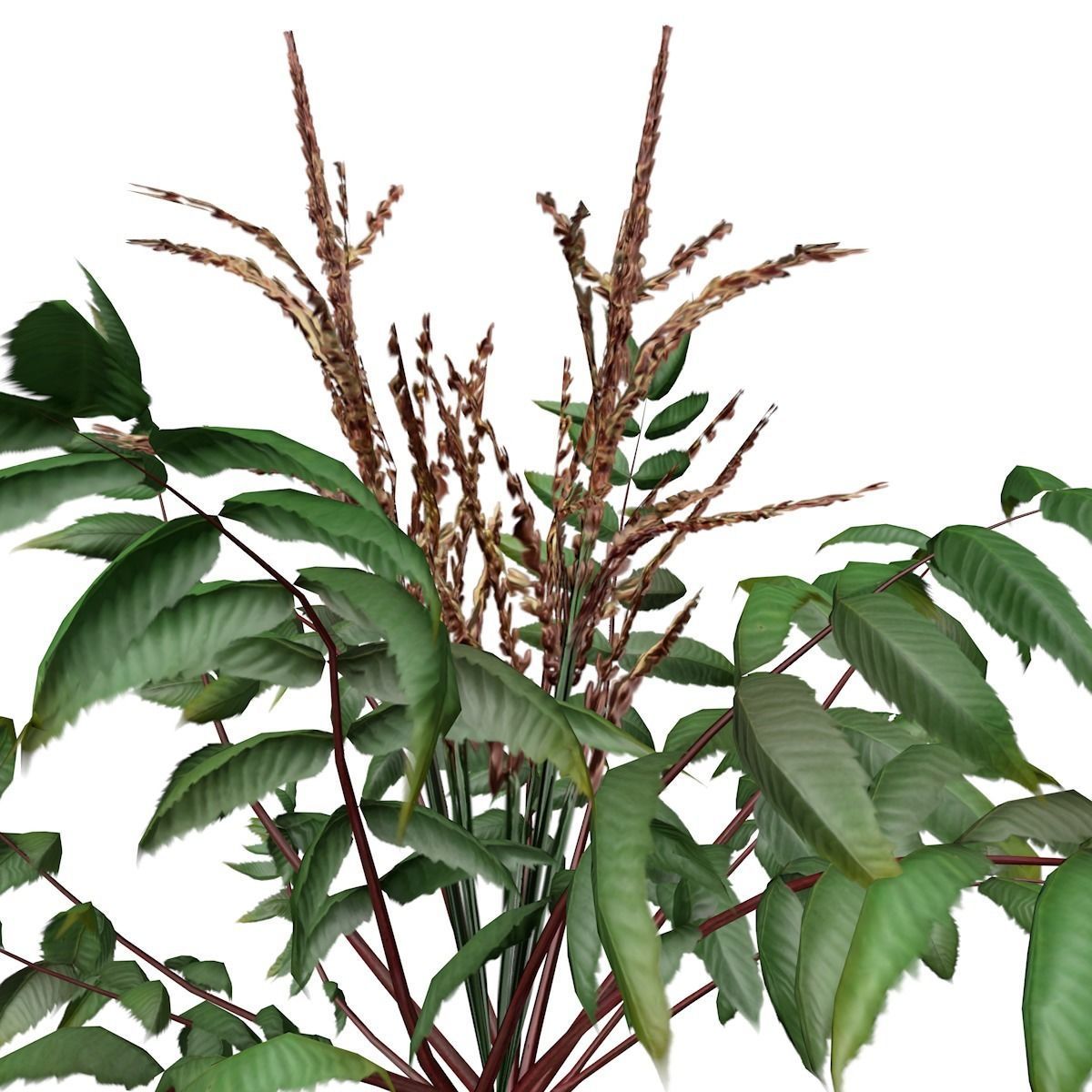 False Spirea Plant - 01 - 3D model_2