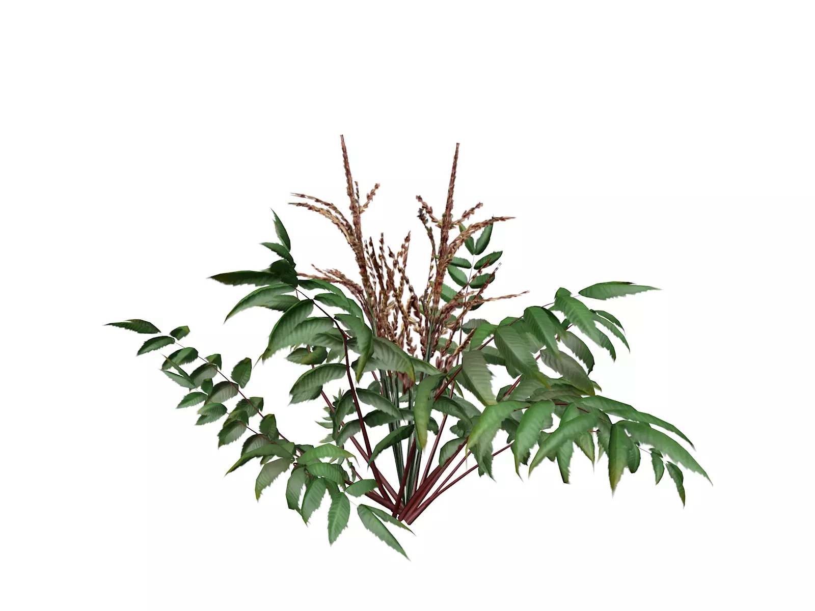False Spirea Plant - 01 - 3D model_0
