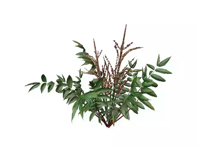 False Spirea Plant  - 02 -