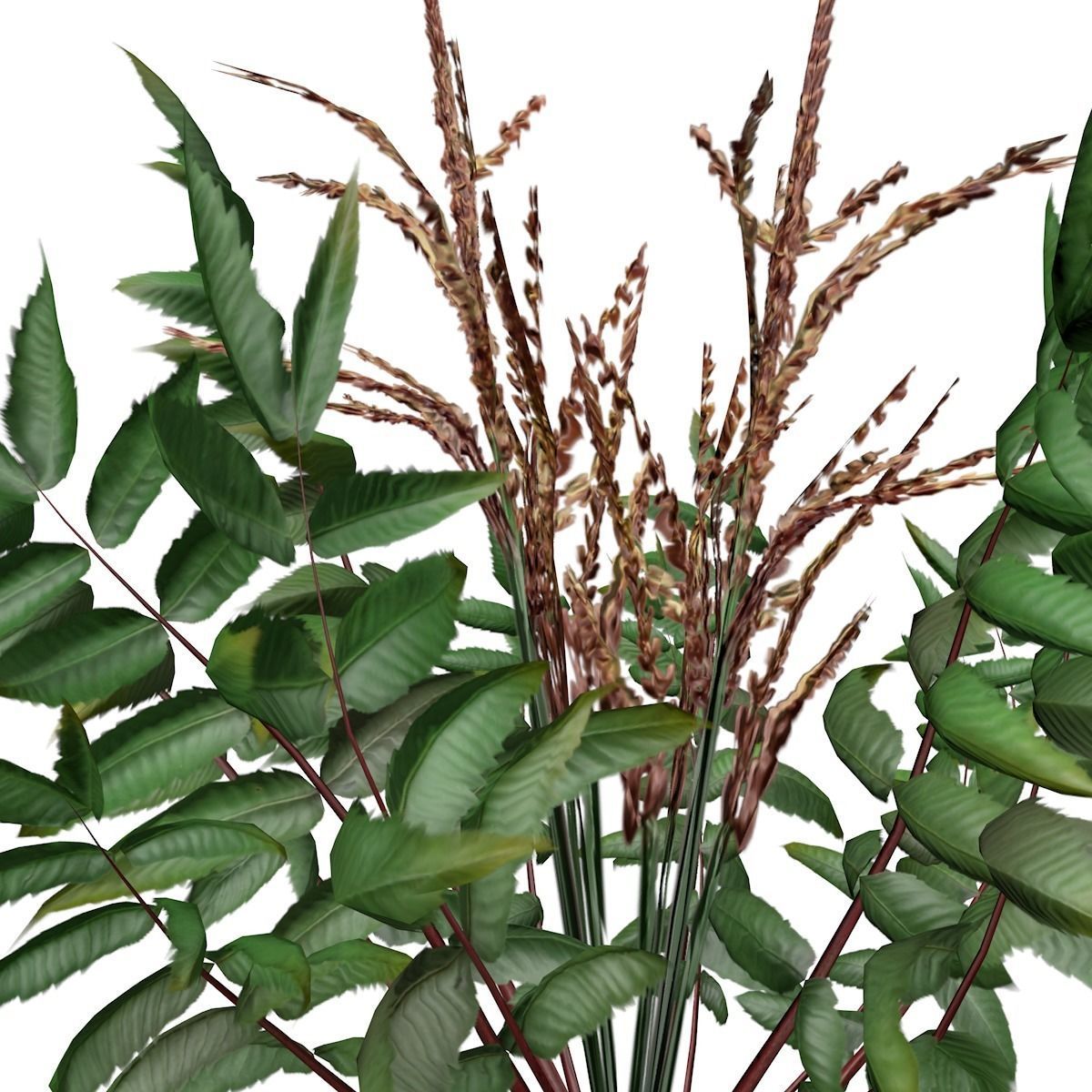 False Spirea Plant - 03 - 3D model_2