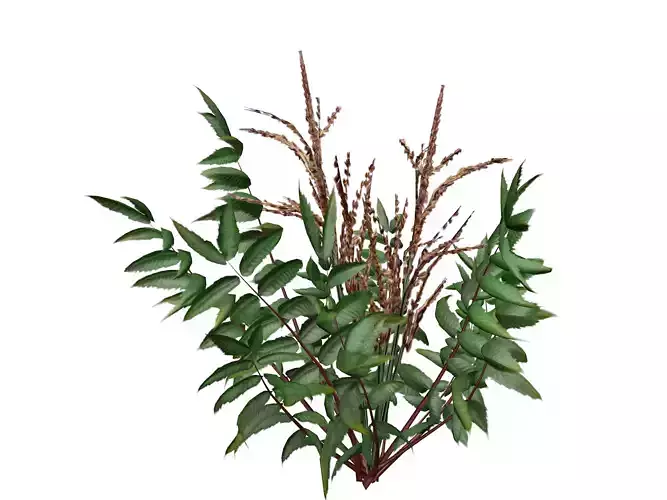 False Spirea Plant  - 03 -
