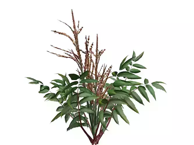 False Spirea Plant  - 04 -
