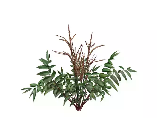 False Spirea Plant  - 05 -