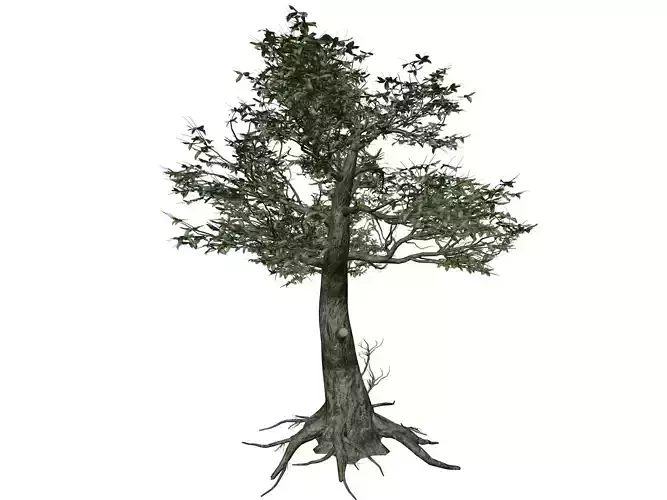 Kingsville Boxwood Tree  - 01 -