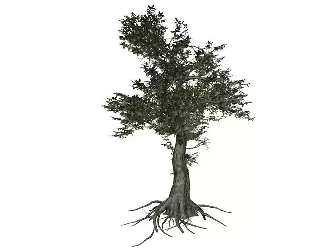 Kingsville Boxwood Tree  - 02 -