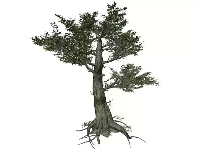 Kingsville Boxwood Tree  - 03 -