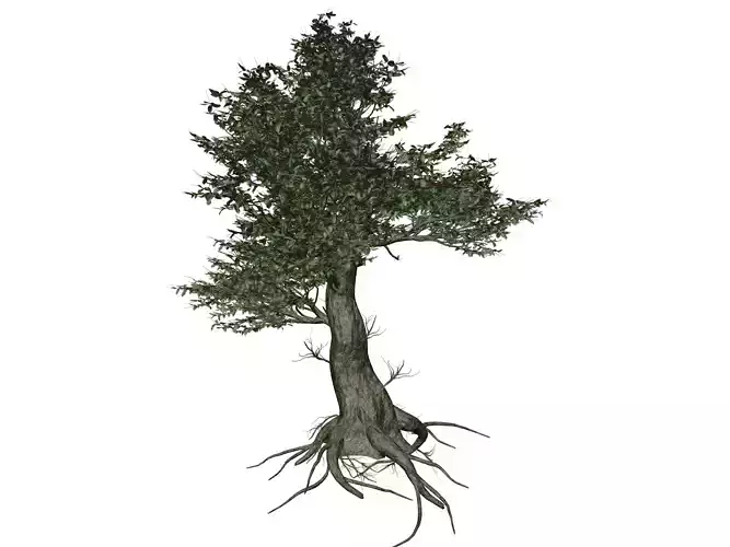 Kingsville Boxwood Tree  - 04 -