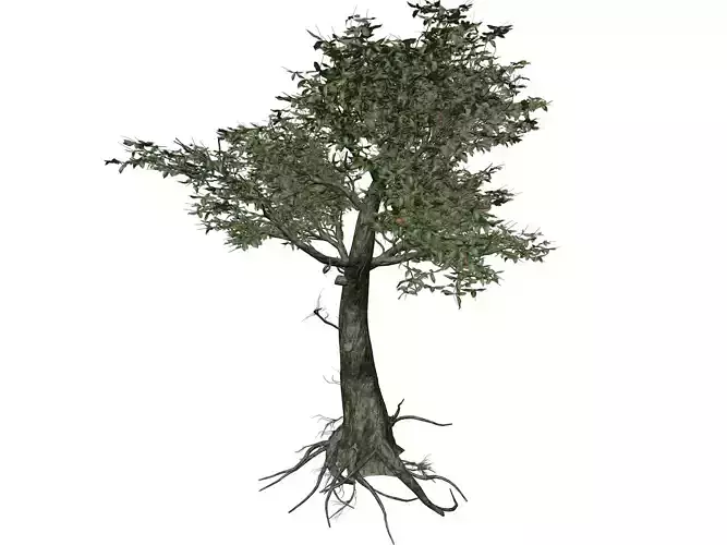 Kingsville Boxwood Tree  - 05 -