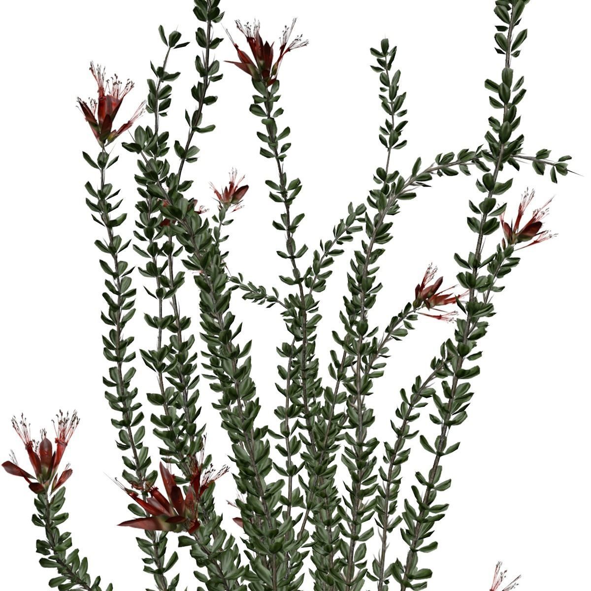 Ocotillo Plant  - 01 - 3D model_2