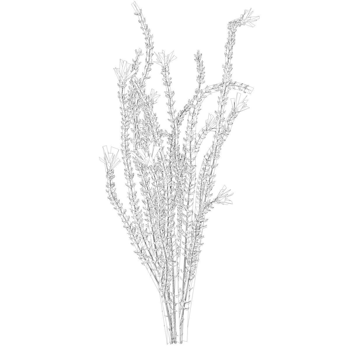 Ocotillo Plant  - 01 - 3D model_1