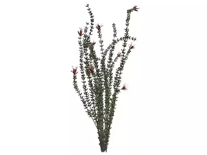 Ocotillo Plant  - 01 -