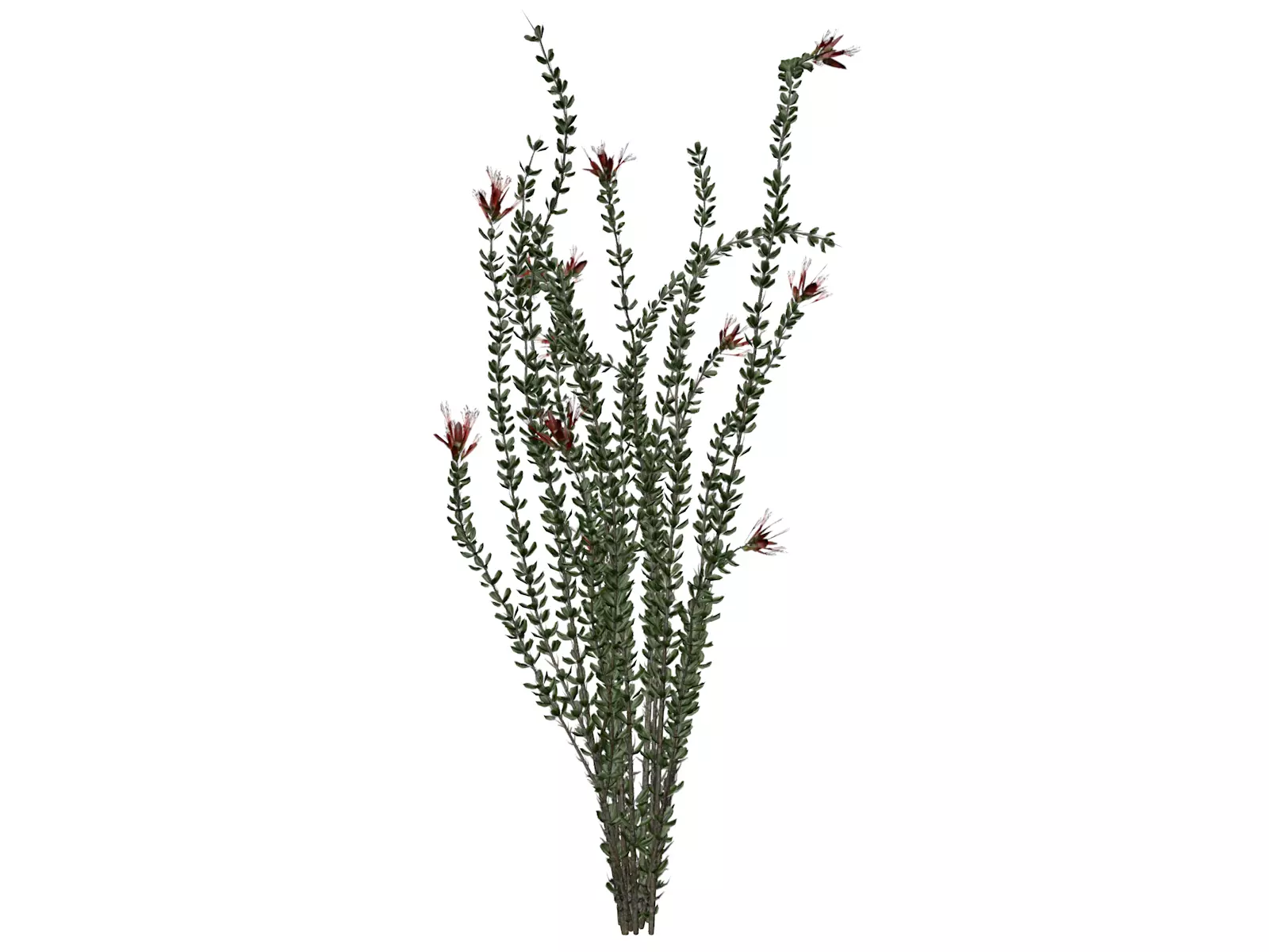 Ocotillo Plant  - 01 - 3D model_0