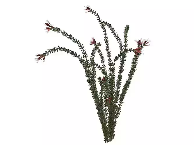 Ocotillo Plant  - 02 -