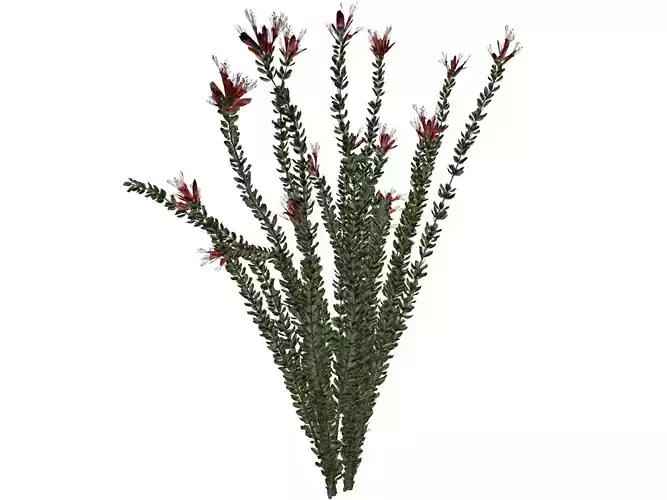 Ocotillo Plant  - 03 -