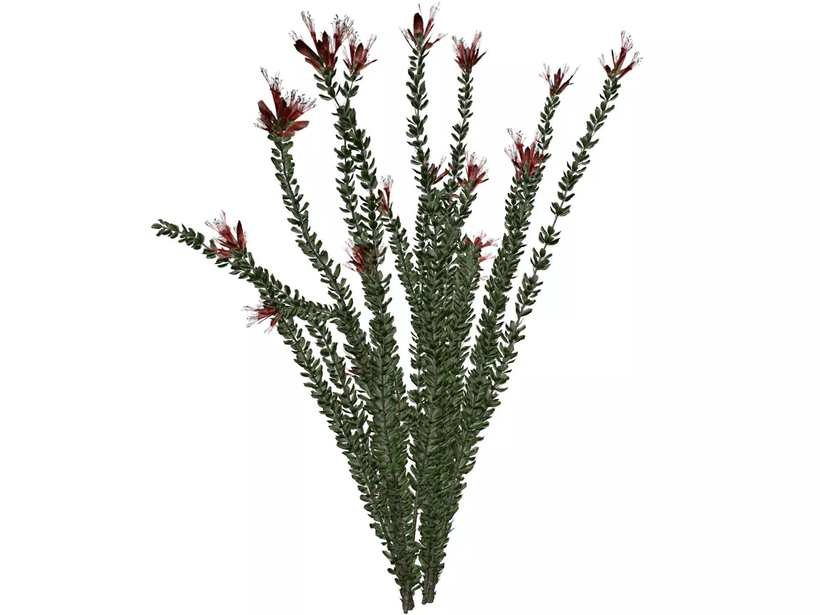 Ocotillo Plant  - 03 - 3D model_0
