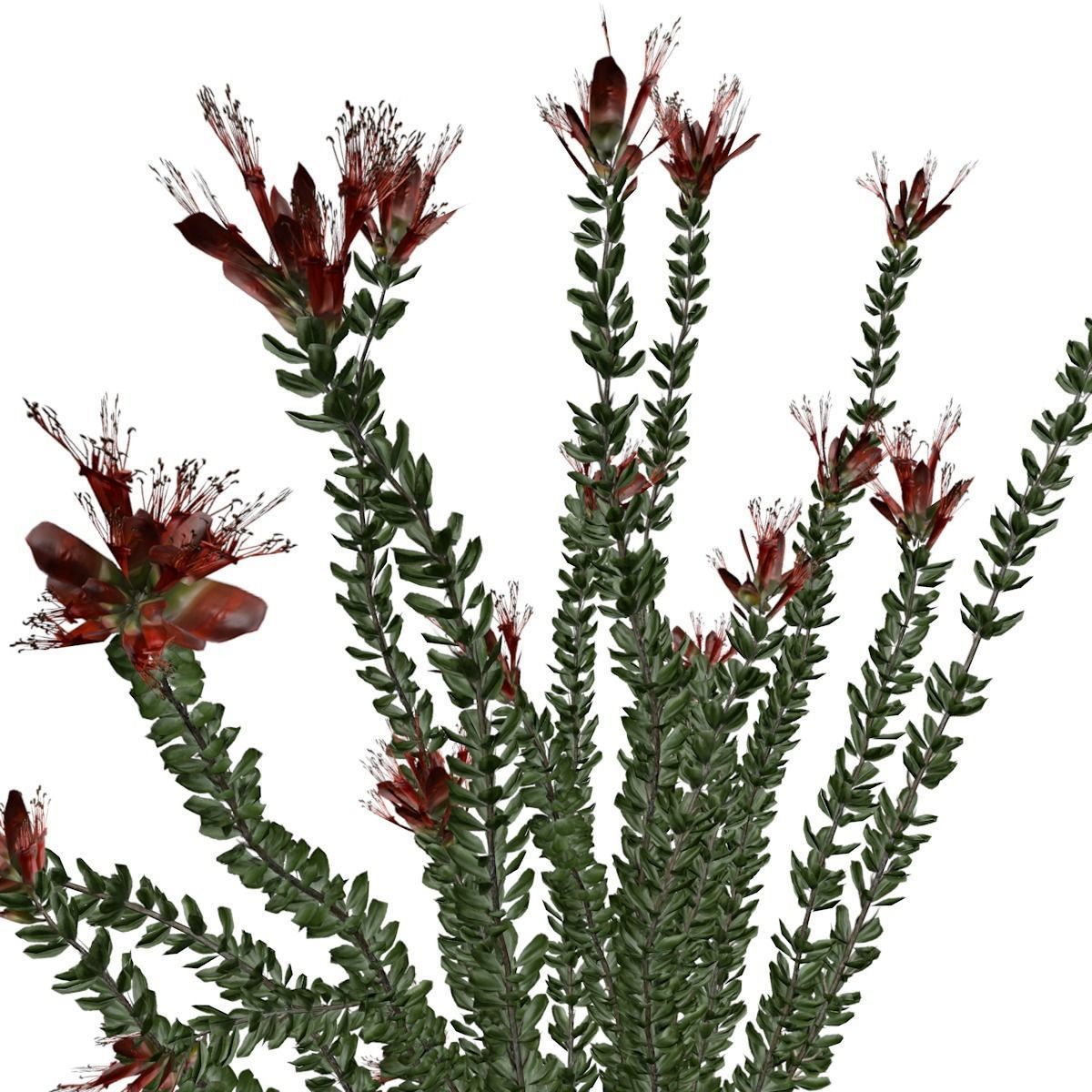 Ocotillo Plant  - 03 - 3D model_2