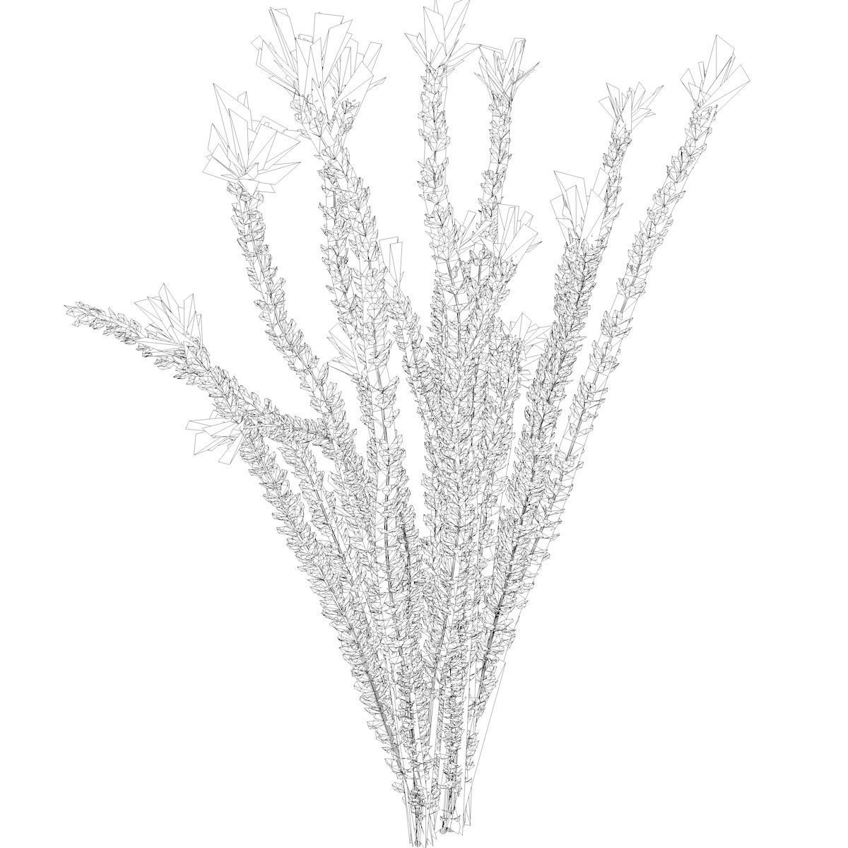 Ocotillo Plant  - 03 - 3D model_1