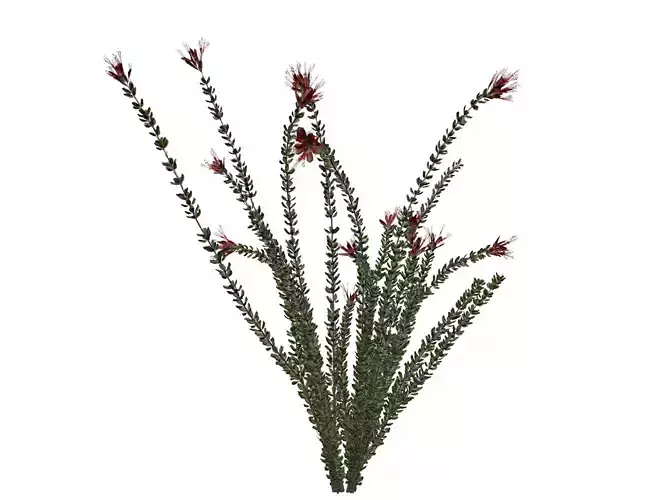 Ocotillo Plant  - 04 -