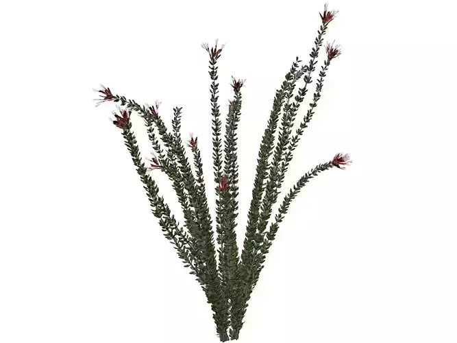 Ocotillo Plant  - 05 -