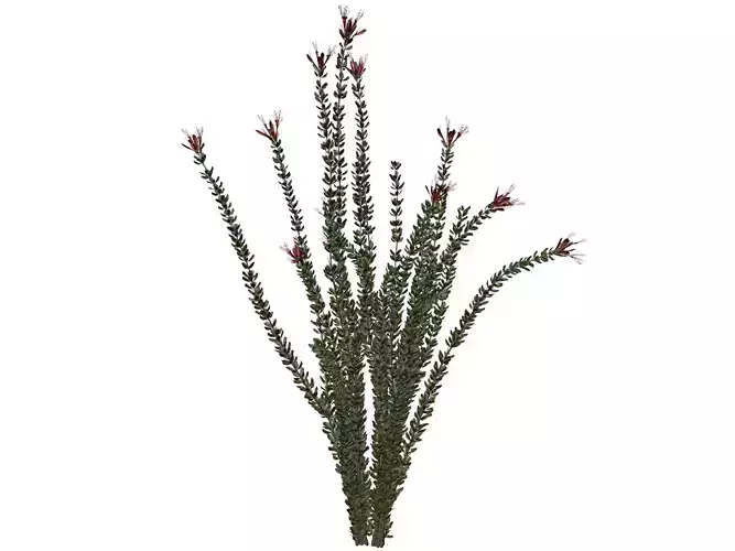 Ocotillo Plant  - 06 -